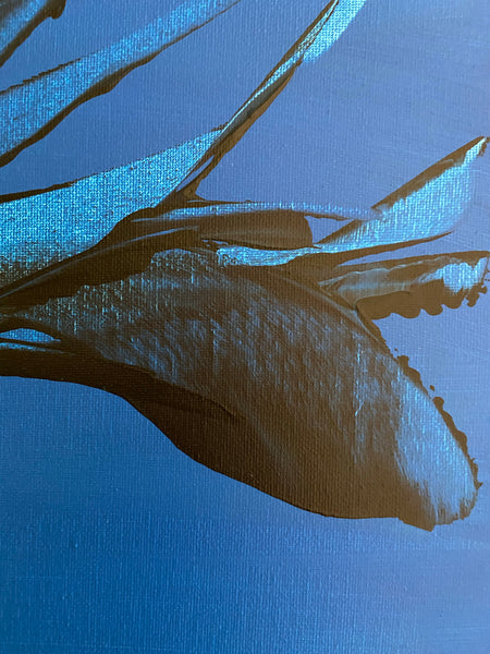 Bellissima Sapphire